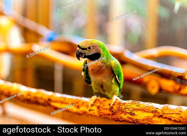 One green Nanday Parakeet sitting on a perch. Aratinga Nenday from Psittacidae family, vibrantly green coloured parrot native to South America