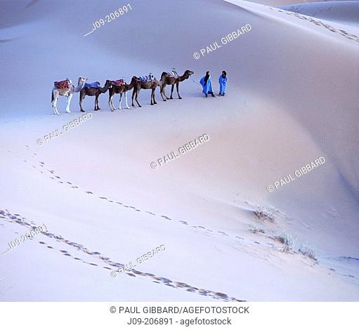 Camel train at Merzouga desert. Morocco