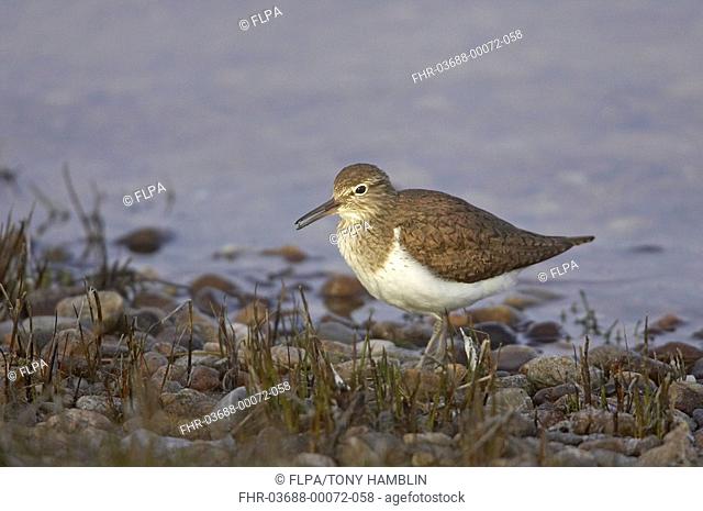 Common Sandpiper Actitis hypoleucos adult, feeding, foraging amongst pebbles at edge of loch, Scotland, spring