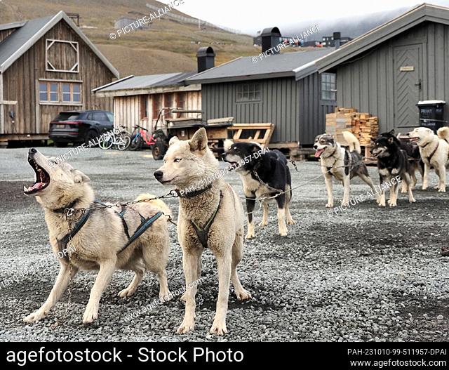 22 August 2023, Norway, Longyearbyen: Sled dogs are harnessed in front of a car just before takeoff with a group of tourists from the cruise ship AIDALuna