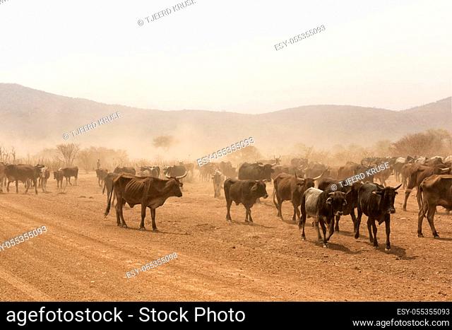 cows grazing in the desert Namib Namibia Africa