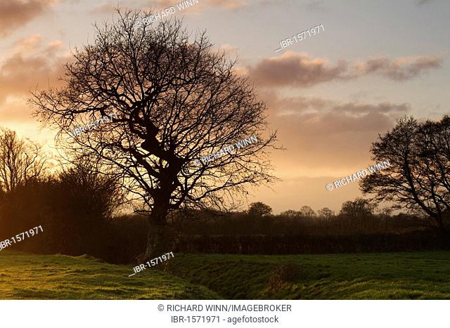 Silhouette of a tree next to Hamp Brook, just before sunset, near Bridgwater, Somerset, England, United Kingdom, Europe