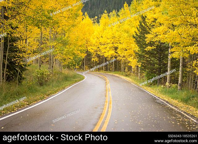 Winding road and yellow autumn leaves in Aspen Colorado