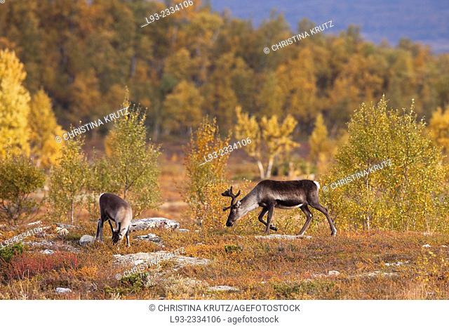 European reindeers, Rangifer tarandus tarandus, Sweden