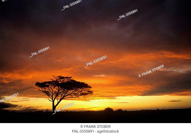 Umbrella acacia at Sunset, Kenya, Africa
