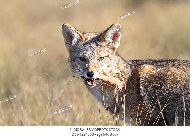 Argentine grey fox  Dusicyon griseus  family : canidae  order :carnivora