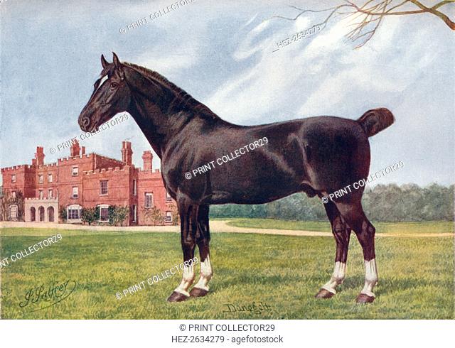 Hackney stallion Danegelt, c1905 (c1910). Artist: Henry Powell Palfrey