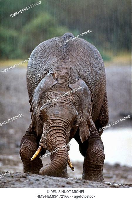 Kenya, Aberdare national park, elephant (Loxodonta africana), in a salty area under the rain