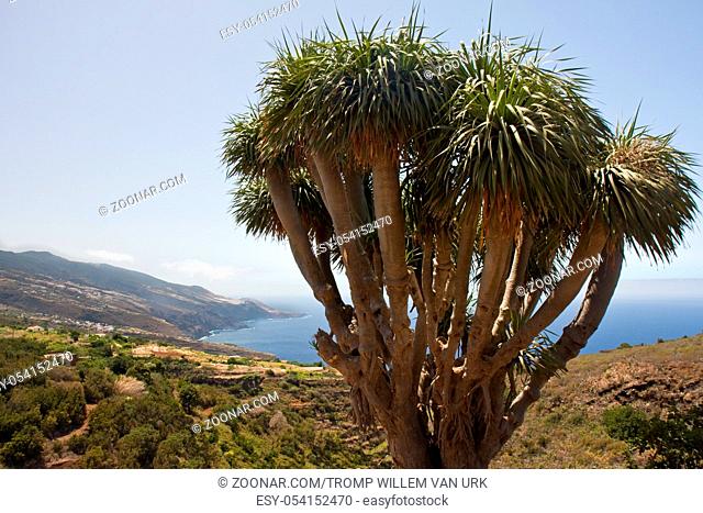 Coast of La Palma (Canary Islands) with a characteristic dragon tree