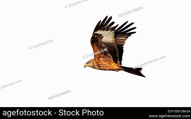 Red kite, milvus milvus, flying in the air isolated on white background. Bird of prey with spread wings cut out on blank