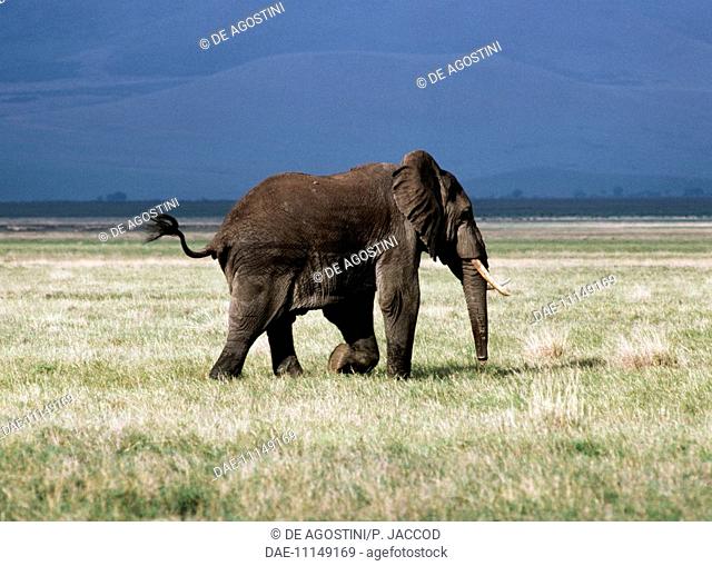 African bush elephant (Loxodonta africana), Elephantidae