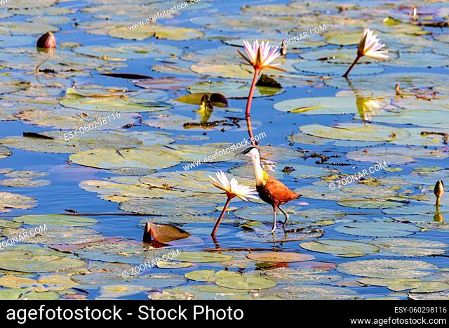 bird African jacana, Actophilornis africanus, walks among water hyacinth leaves and waterlily flowers. Looking iside flower for food