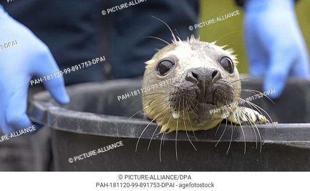 20 November 2018, Schleswig-Holstein, Friedrichskoog: The four-week-old grey seal howler ""Elvis"" is carried to his enclosure in the seal station...