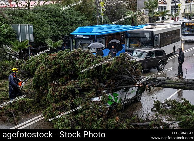 RUSSIA, SOCHI - MARCH 13, 2023: A tree fallen on a car in Gorkogo Street. The cypress tree has fallen on the car blocking the traffic in both directions