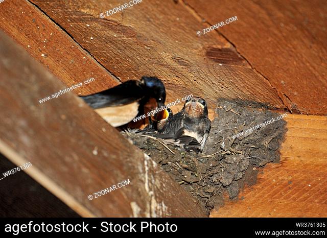 Swallow nest with chicks at Steinhuder Meer, Germany