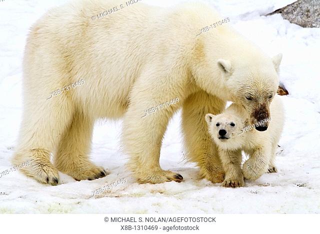 Mother polar bear Ursus maritimus with COY cub-of-year in Holmabukta on the northwest coast of Spitsbergen in the Svalbard Archipelago
