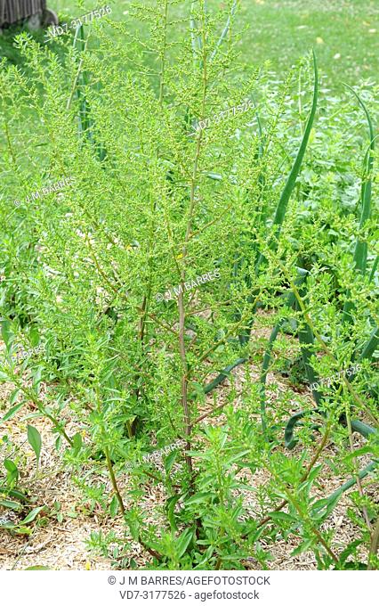 Wormseed (Chenopodium ambrosioides or Dysphania ambrosioides) is an annual or perennial herb native to America and naturalized in other temperate regions