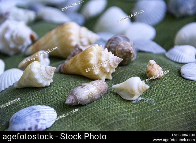 some seashells