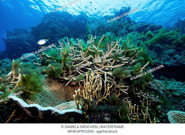 Algae covering Reef, Russell Islands, Solomon Islands