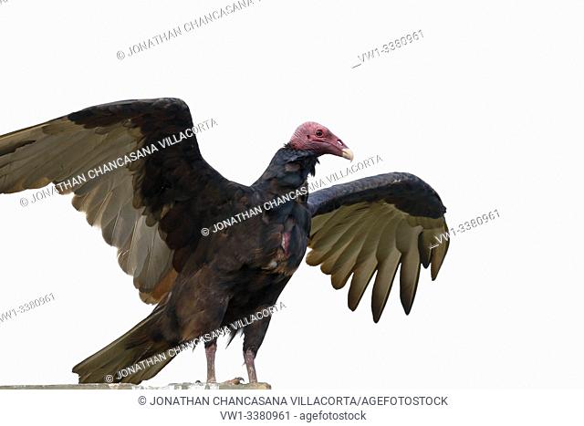 Turkey vulture (Cathartes aura), detail of the approach to the specimen perched and displaying the wings. lima - Perú