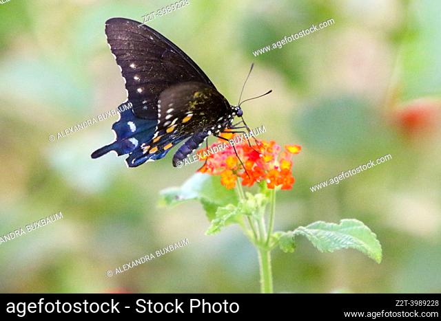 Pipevine (Blue) Swallowtail butterfly