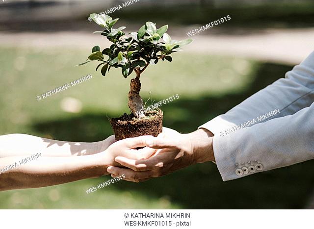 Man and boy holding bonsai tree