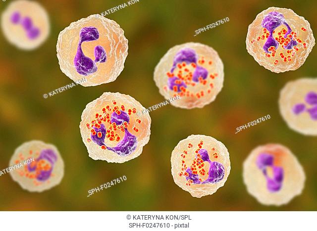 Gonorrhoeae bacteria. Computer illustration of Neisseria gonorrhoeae bacteria inside neutrophil white blood cells. N. gonorrhoeae is a Gram-negative bacterium...