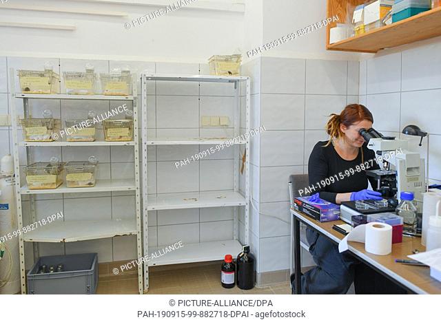 11 September 2019, Brandenburg, Niederfinow: Iva Martincová, biologist from the Czech Republic, sits at a microscope in the research station of the Leibniz...