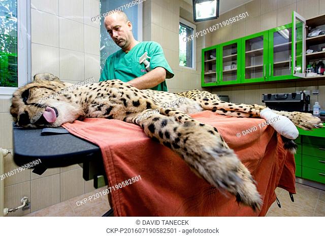 Officially the oldest captive bred cheetah in Europe, sixteen year old Nescio, undergoes the surgery in zoo Dvur Kralove nad Labem, Czech Republic, July 19