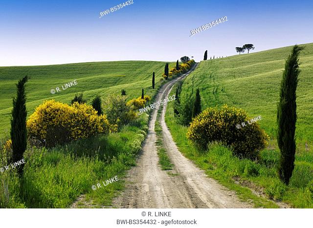 Dirt Road with Cypress Trees in Spring, San Quirico d' Orcia, Val d' Orcia, Italy, Tuscany