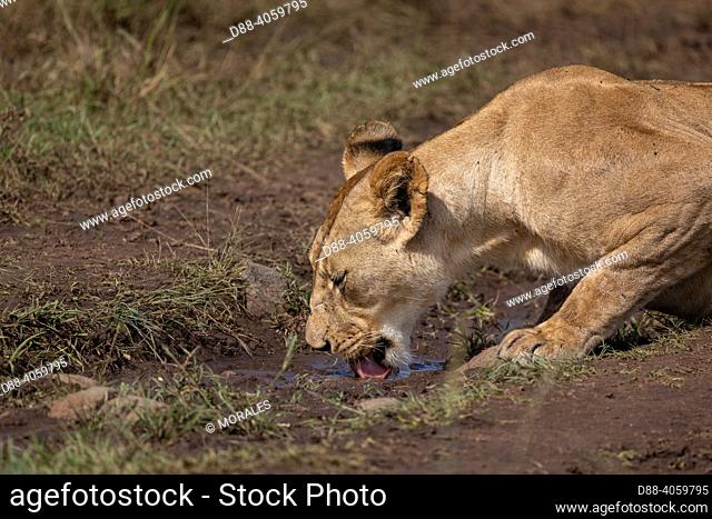 Africa, East Africa, Kenya, Masai Mara National Reserve, National Park, Lioness (Panthera leo), in savanna, drinking the water after the rain