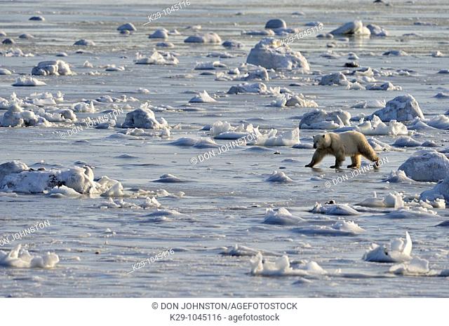 Polar bear Ursus maritimus walking on newly forming Hudson Bay ice