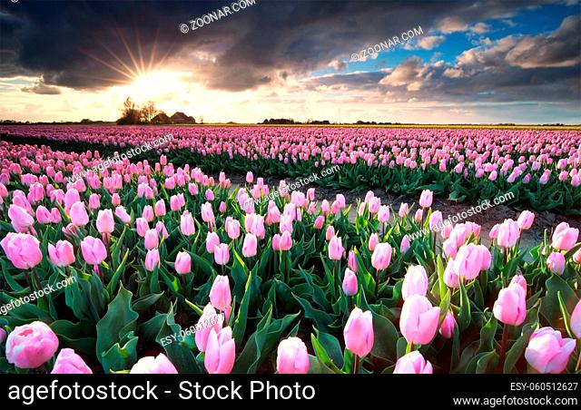 sunshine over pink tulip field, Netherlands