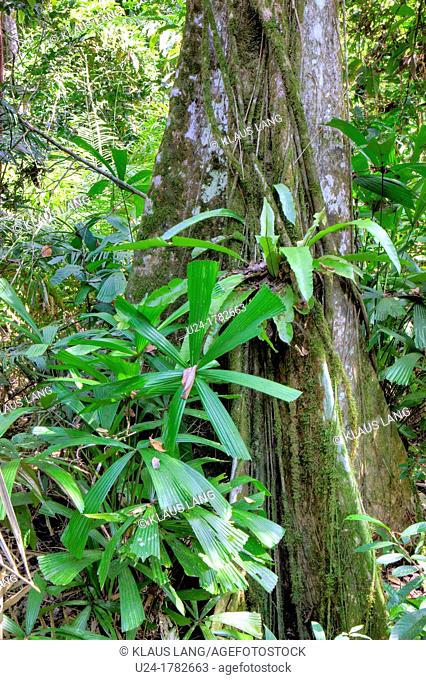 Stangler Fig, Rainforest, Abai Jungle, Borneo, Malaysia
