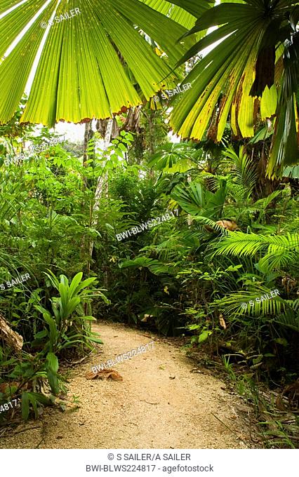 Licuala ramsayi Licuala ramsayi, path through lush tropical rainforest with lots of licuala fan palms, Australia, Queensland, Tam O Shanter National Forest