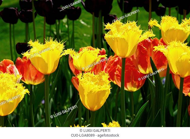 Tulipano frangiato Hamilton, fringed tulips