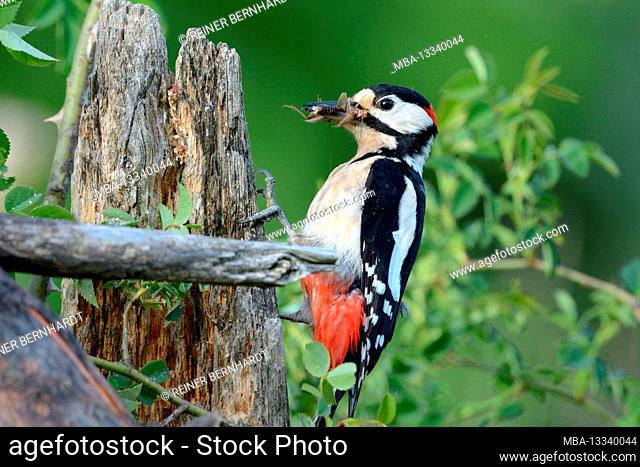 Great spotted woodpecker with insect prey
