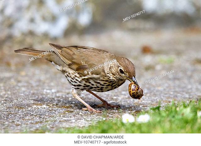 Song Thrush - with snail in beak (Turdus philomelos)
