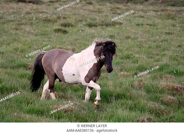 Icelandic Horse/ Pony on Pasture, Iceland