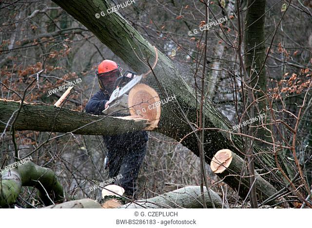 northern red oak (Quercus rubra), timber worker felling an oak, Germany, North Rhine-Westphalia