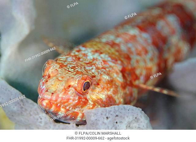 Varigated Lizardfish (Synodus variegatus) adult, resting on coral, Horseshoe Bay, Nusa Kode, Rinca Island, Komodo N.P., Lesser Sunda Islands, Indonesia, March