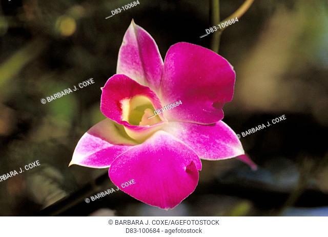 Orchid (Dendrobium phalaenopsis)
