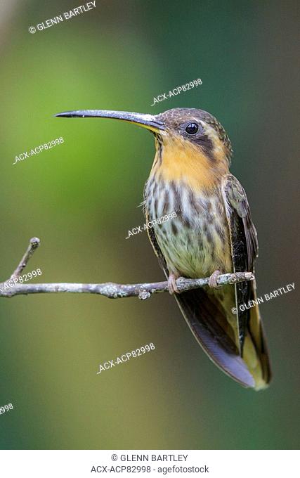 Saw-billed Hermit (Ramphodon naevius) perched on a branch in the Atlantic rainforest of southeast Brazil