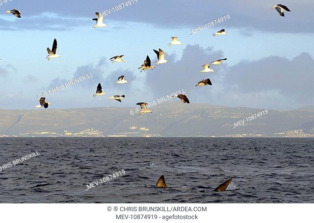 Great White Shark - followed by Kelp Gulls (larus dominicanus vetula) hoping to scavenge off remains of seal kill (Carcharodon carcharias)