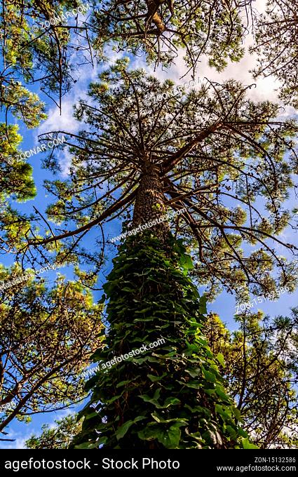 A tree from below with its trunk covered with green leaves in the forest of Villa Gesell, Argentina