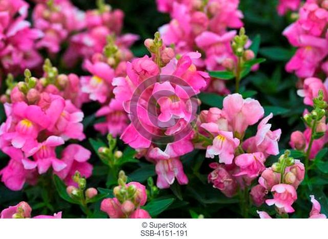 Close-up of Snapdragon flowers