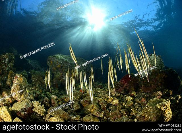 Shoal of Razorfish, Aeoliscus strigatus, Alor Archipelago, Indonesia