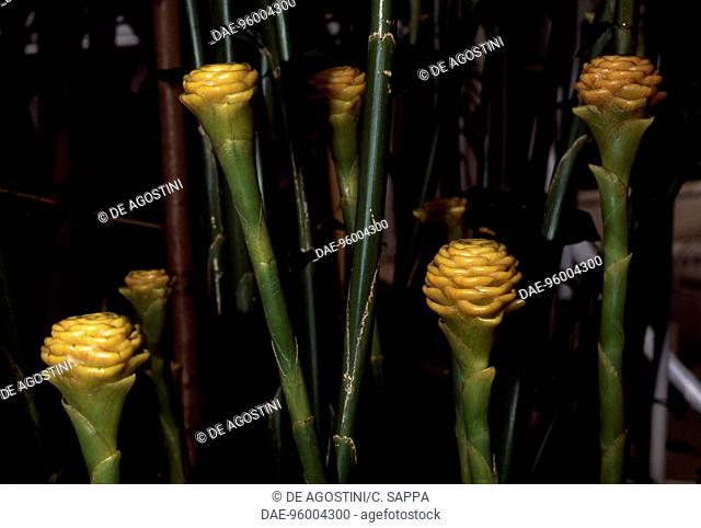 Beehive ginger inflorescences (Zingiber spectabile), Zingiberaceae