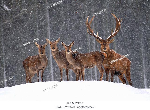 red deer Cervus elaphus, pack standing on a snow-covered hill at the edge of a forest, Germany, Saxony