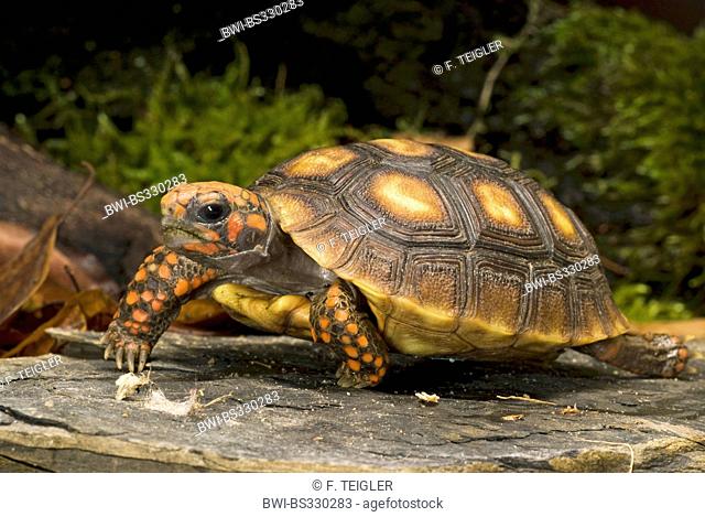 Red-footed tortoise, South American red-footed tortoise, Coal tortoise (Geochelone carbonaria, Testudo carbonaria, Chelonoidis carbonaria), walking